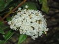 Viburnum tinus